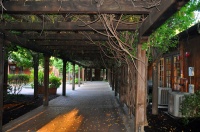 Camellia-Courtyard-inside2.jpg